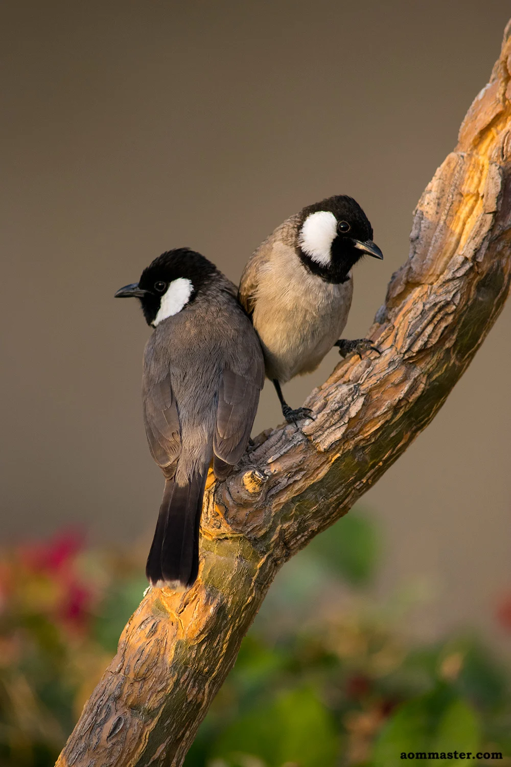 Picture of two birds