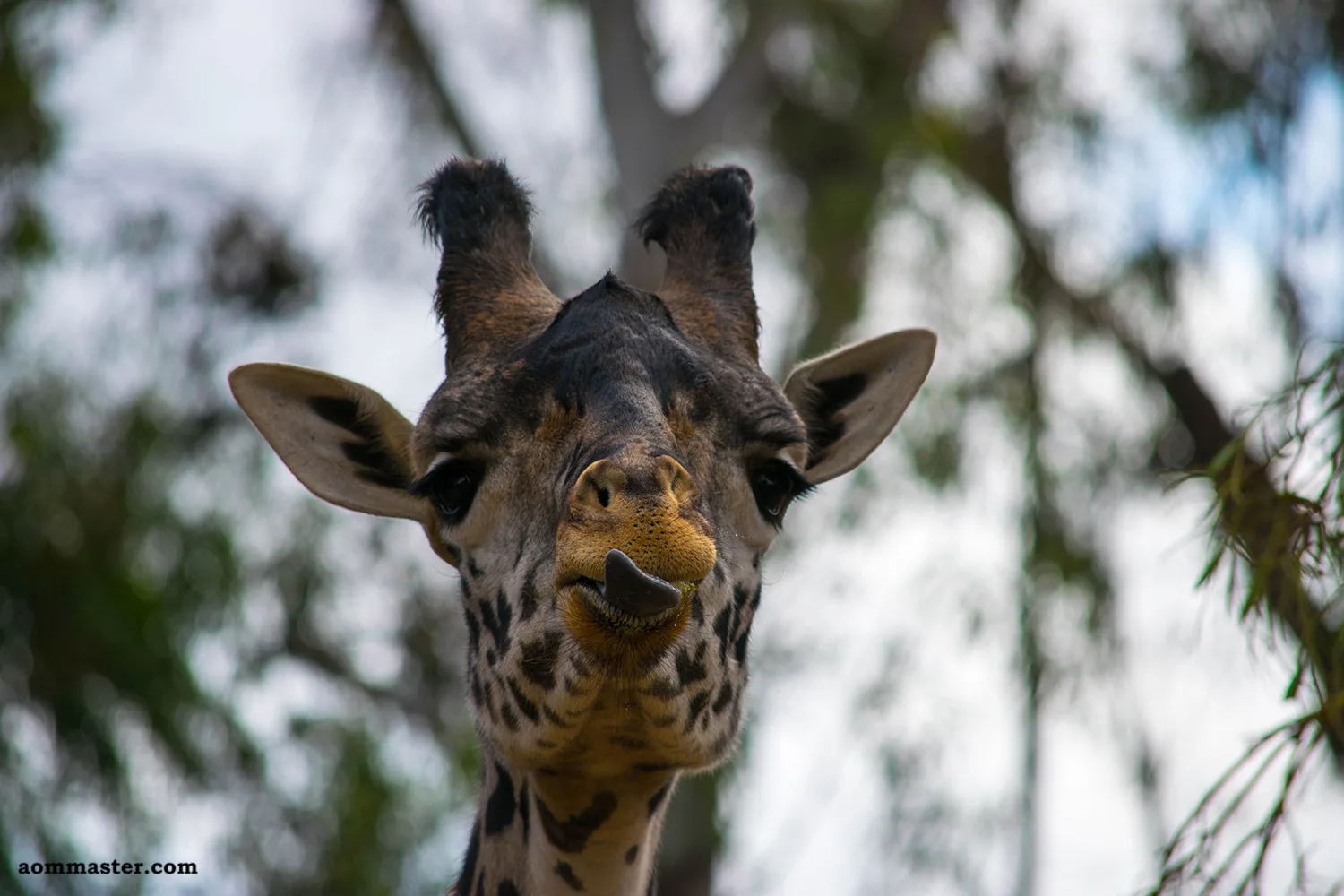 Picture of a giraffe