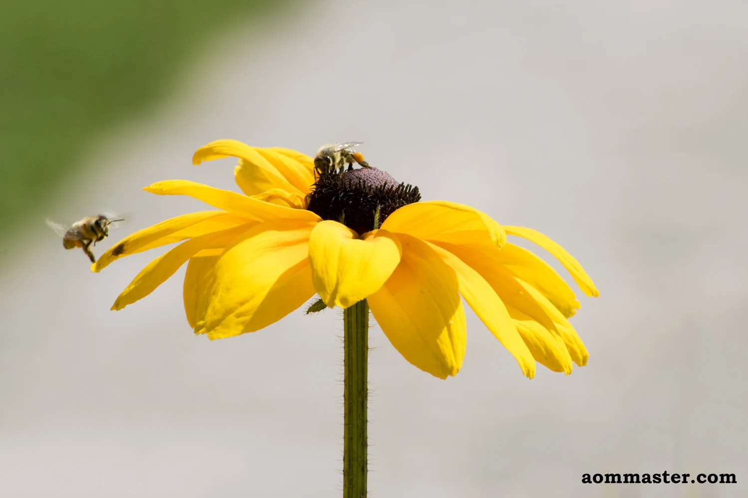 Picture of a bee on a flower
